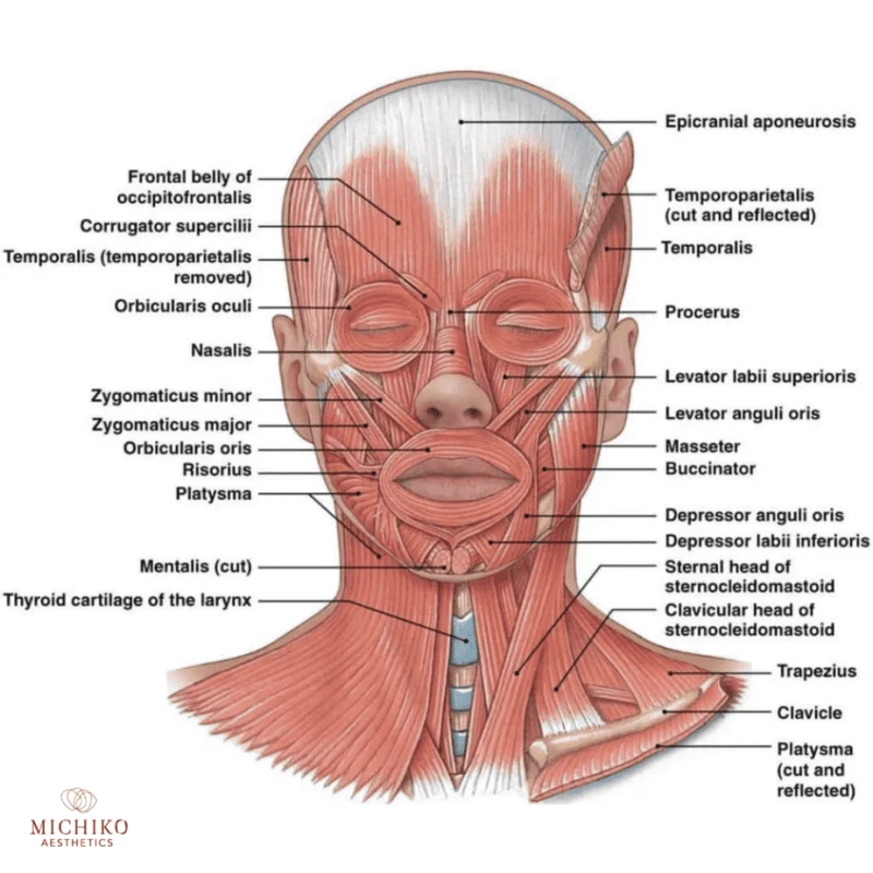 Chin vessel