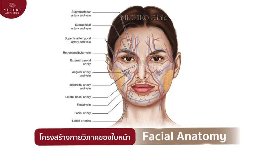 ฟิลเลอร์แก้ไข Mid-Face