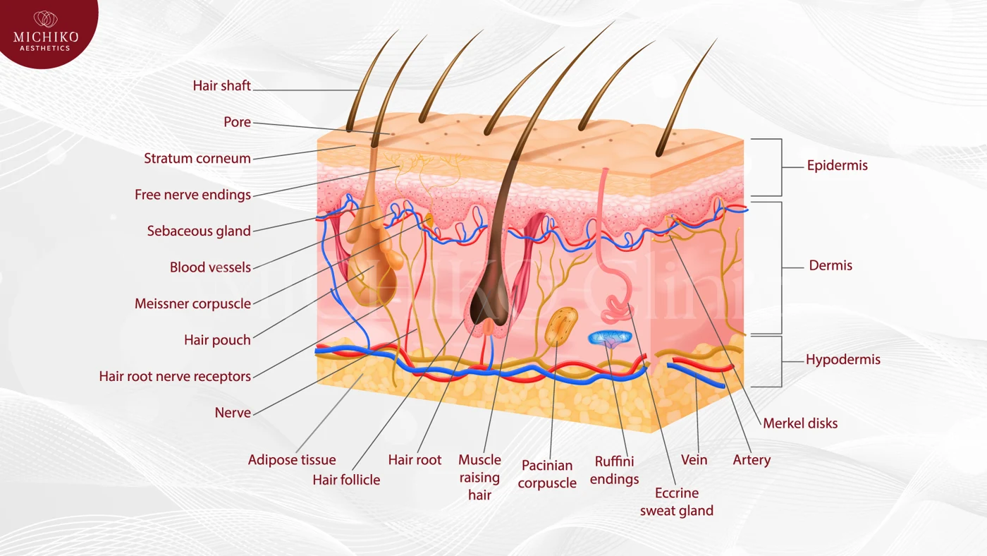 The tissues beneath the under-eye area